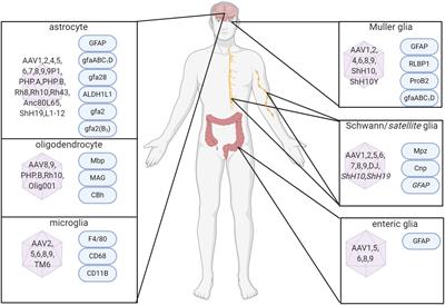 AAV Targeting of Glial Cell Types in the Central and Peripheral Nervous System and Relevance to Human Gene Therapy